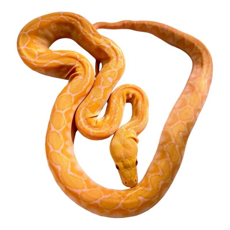retic albino phanthom wp