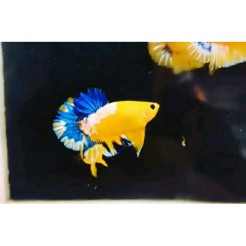 hiasan Akuarium cantik (Yellow Hellboy)