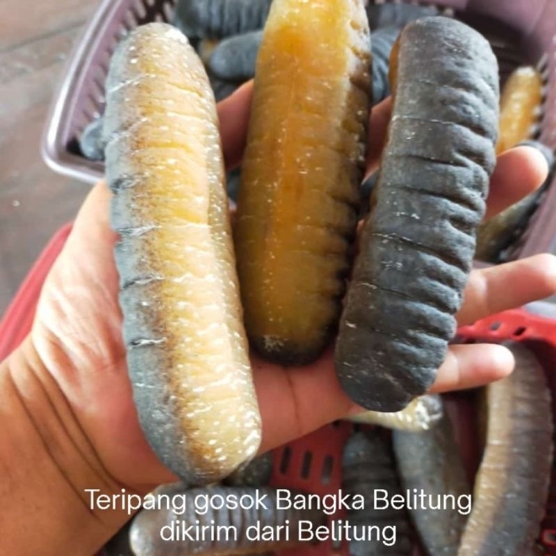 

Teripang gosok / Haisom belitung 1000gram 5-8ekor