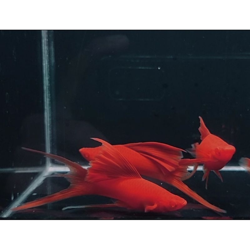 patung bloodred lyretail / kebutuhan akuarium / aksesoris akuarium