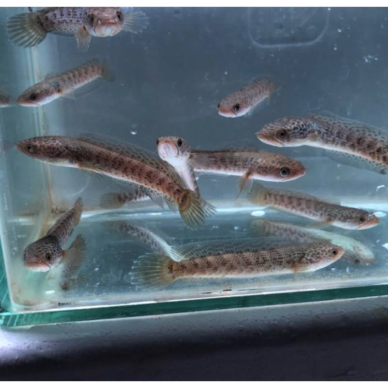 baby auranti 3-5 cm sortiran terbaik