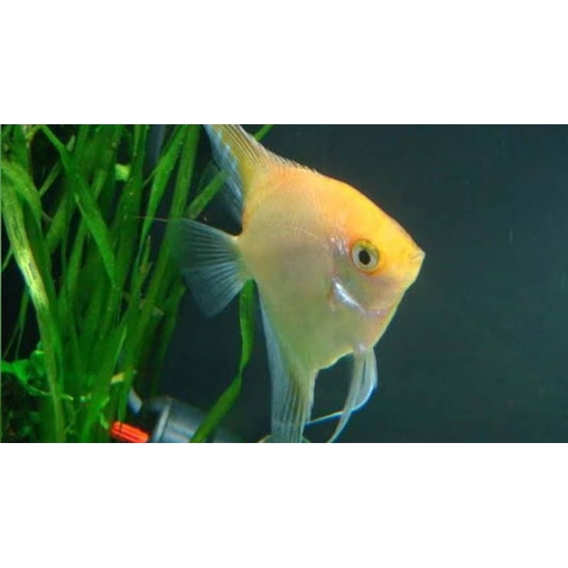 HARGA PER EKOR - IKAN MANFISH PLATINUM/TRICOLOR/GOLDEN SAVERUM SLAYER