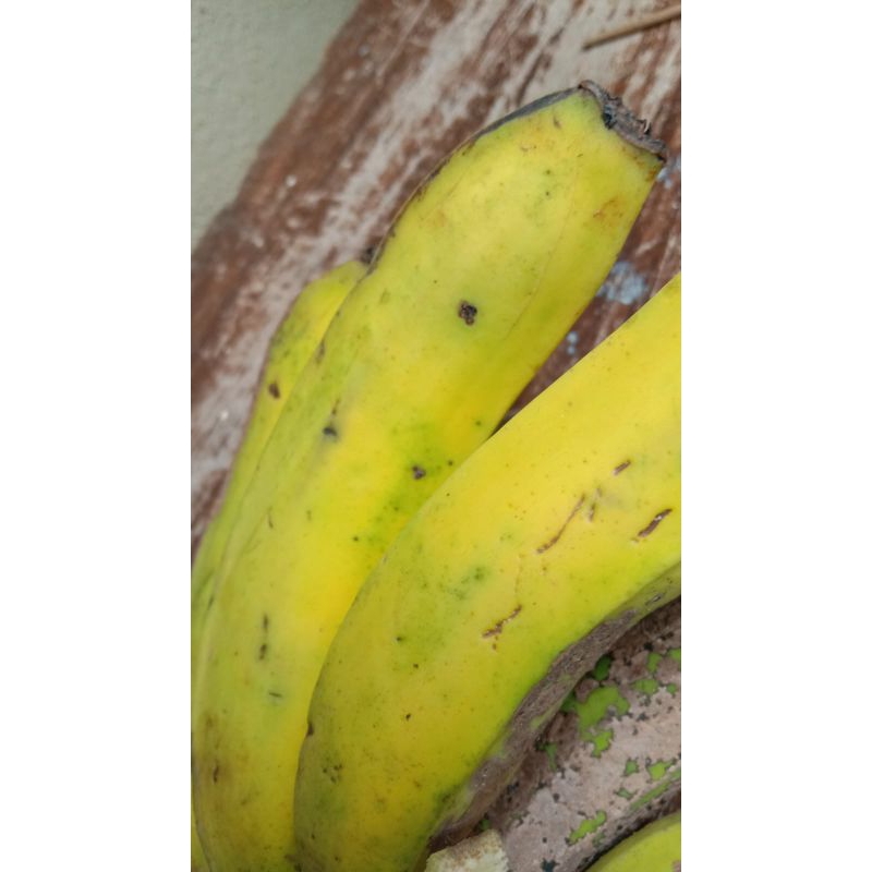 

Pisang Raja