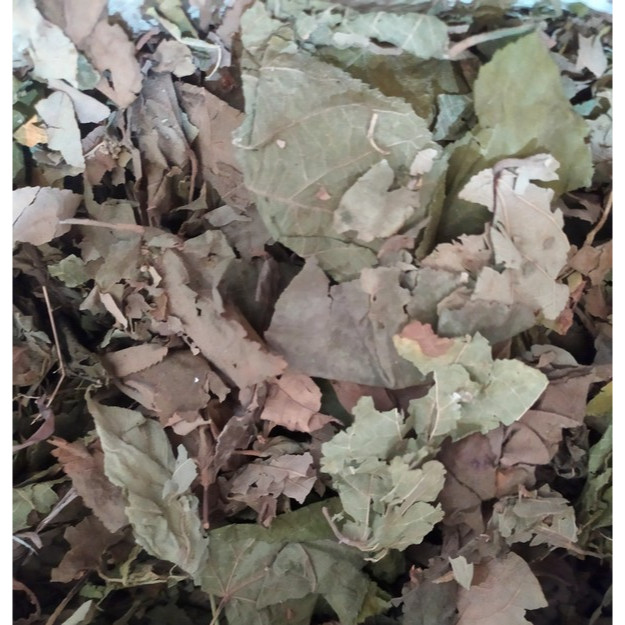 

Daun Jati Belanda 50gr