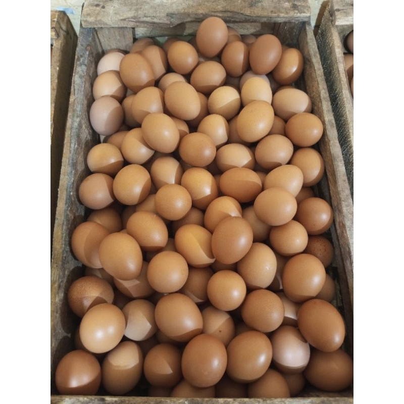 

1 Tray Telur Ayam Negeri Isi 30 Butir