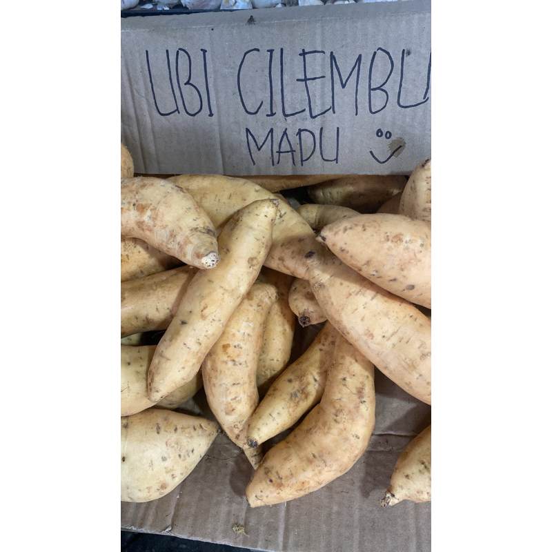 

UBI MADU CILEMBU