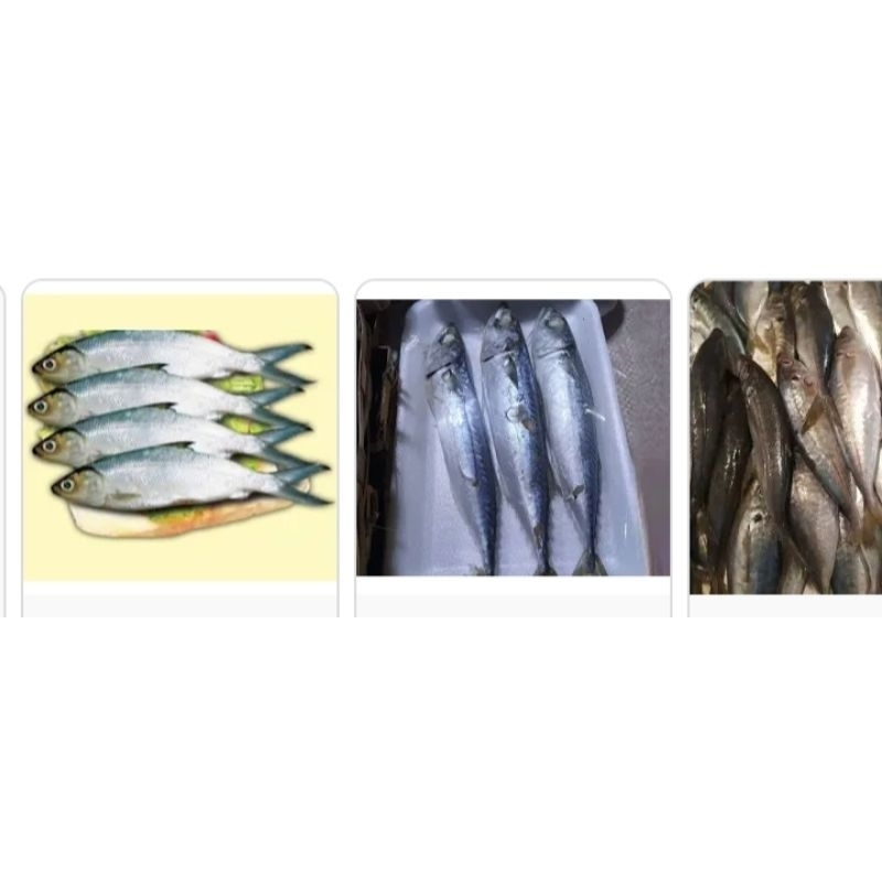 

ikan layang / pasar online karuwisi