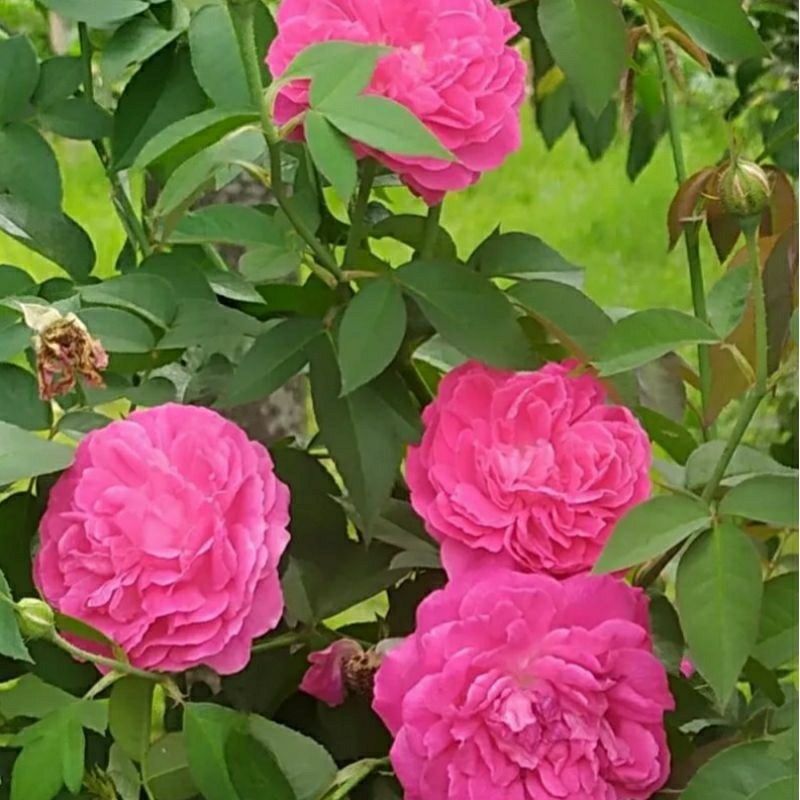 Mawar Kampung Wangi bunga Besar