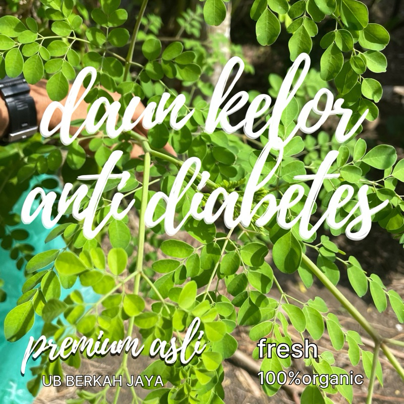 

Daun Kelor SUPER UNTUK DIABETES