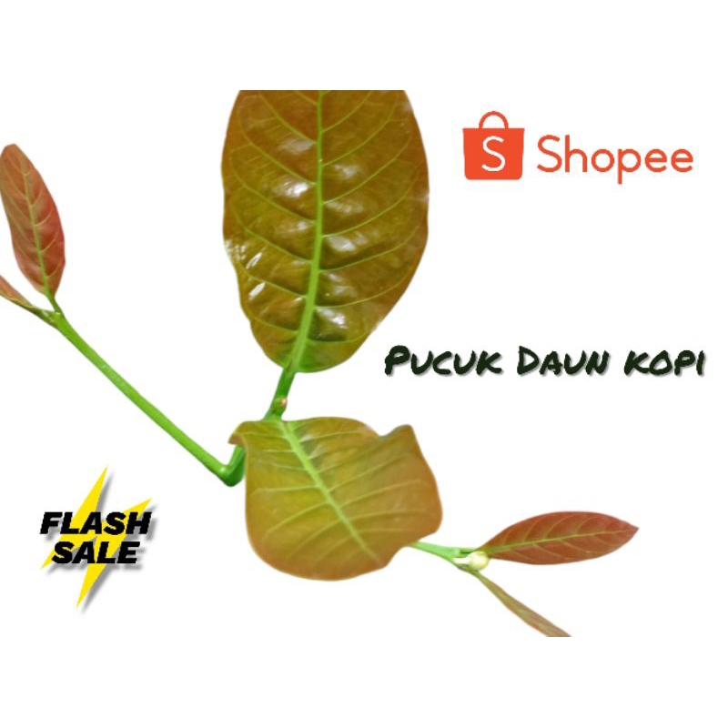 

Daun Kopi Segar 10 lembar