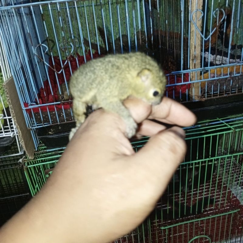 bajing kelapa jinak total 1.5bln