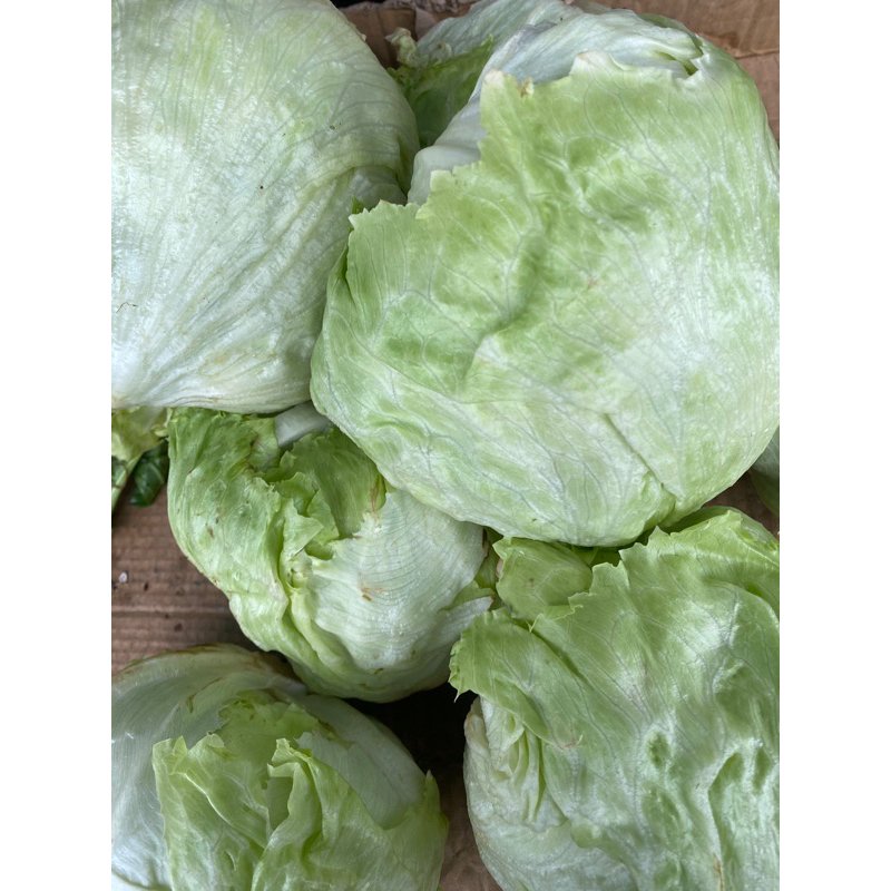 

LETTUCE HEAD