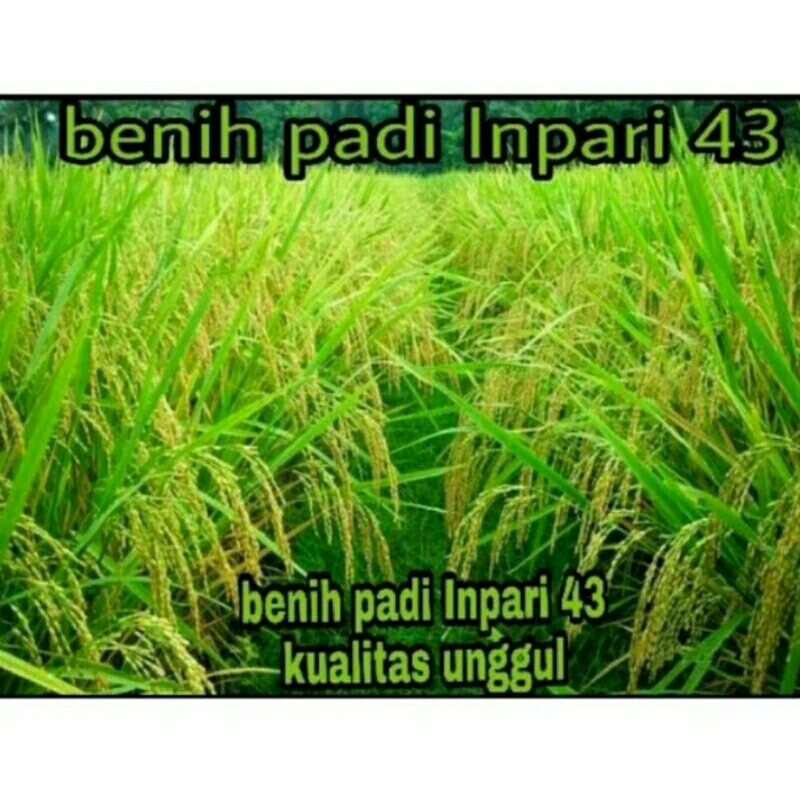 BENIH PADI INPARI 43 BERKUALITAS UNGGUL PER 5KG