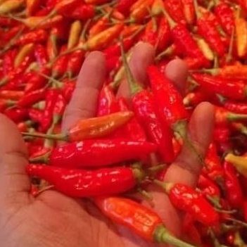 

cabe rawit merah fresh