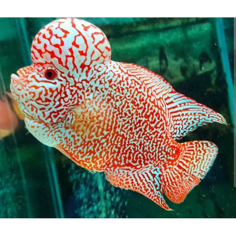 burayak ikan louhan gb x cencu muti kasar 2cm beli 5 gratis 1