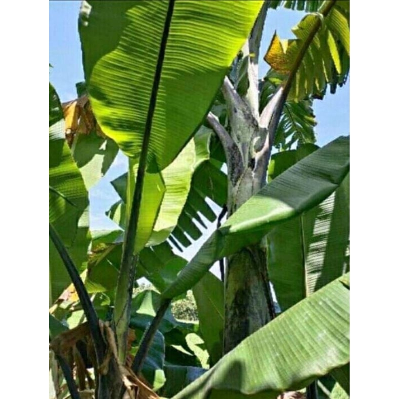 

Daun Pelepah pisang Manggala Hitam Pisang Klutuk Wulung Segar Utuh
