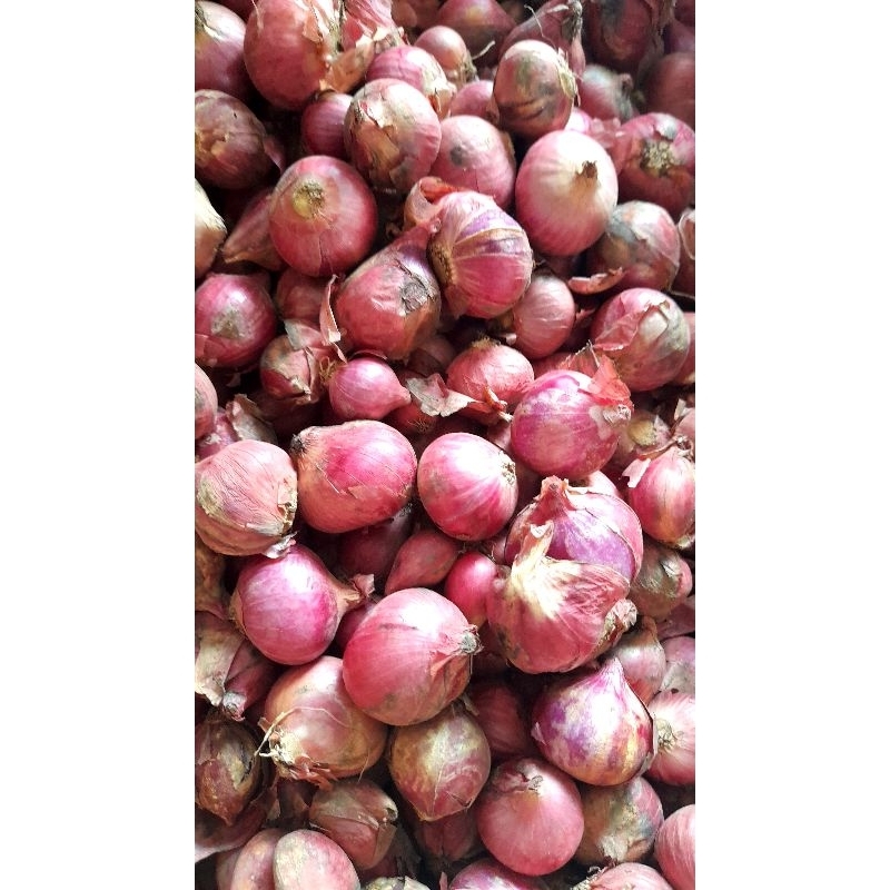 

Bawang Merah Balikaret