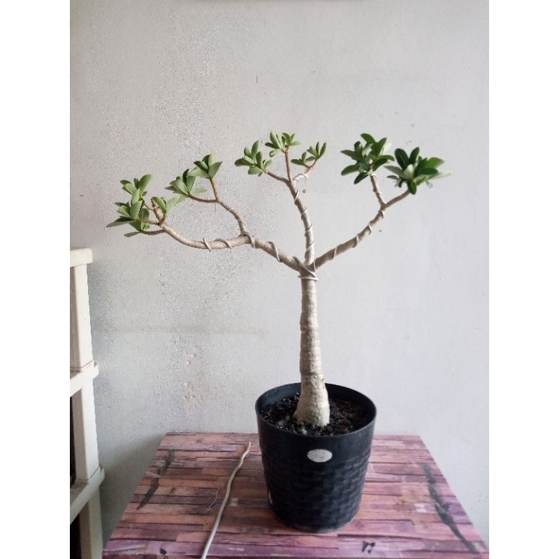 Adenium Rcn