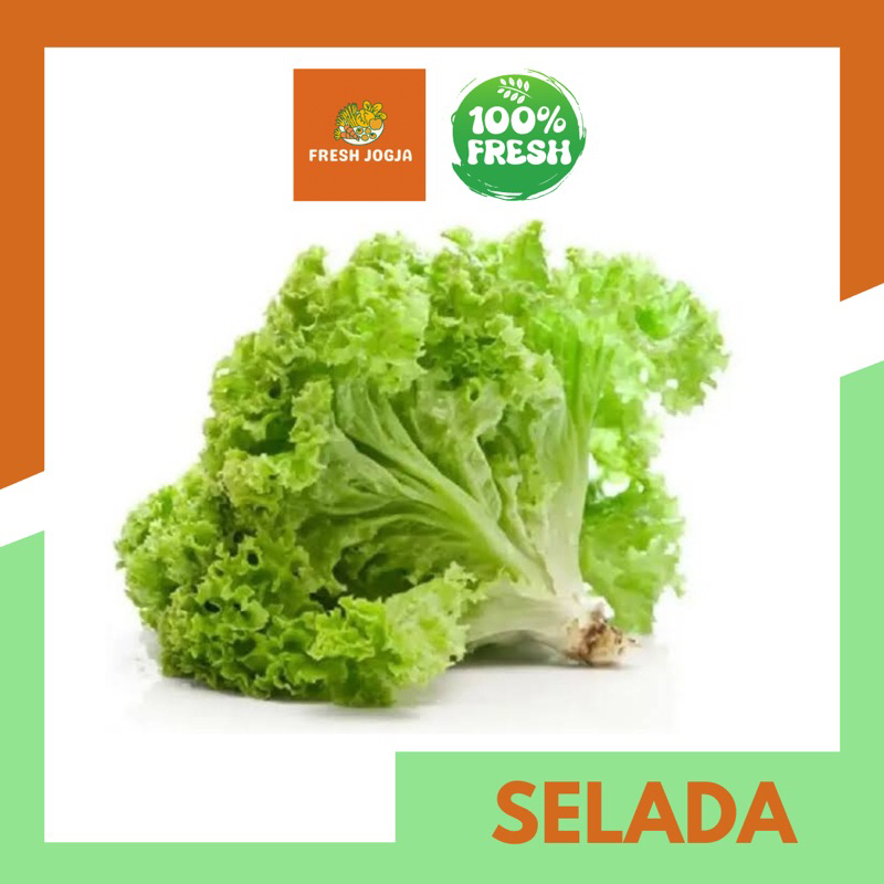 

Selada Keriting per 250gr | Fresh Jogja