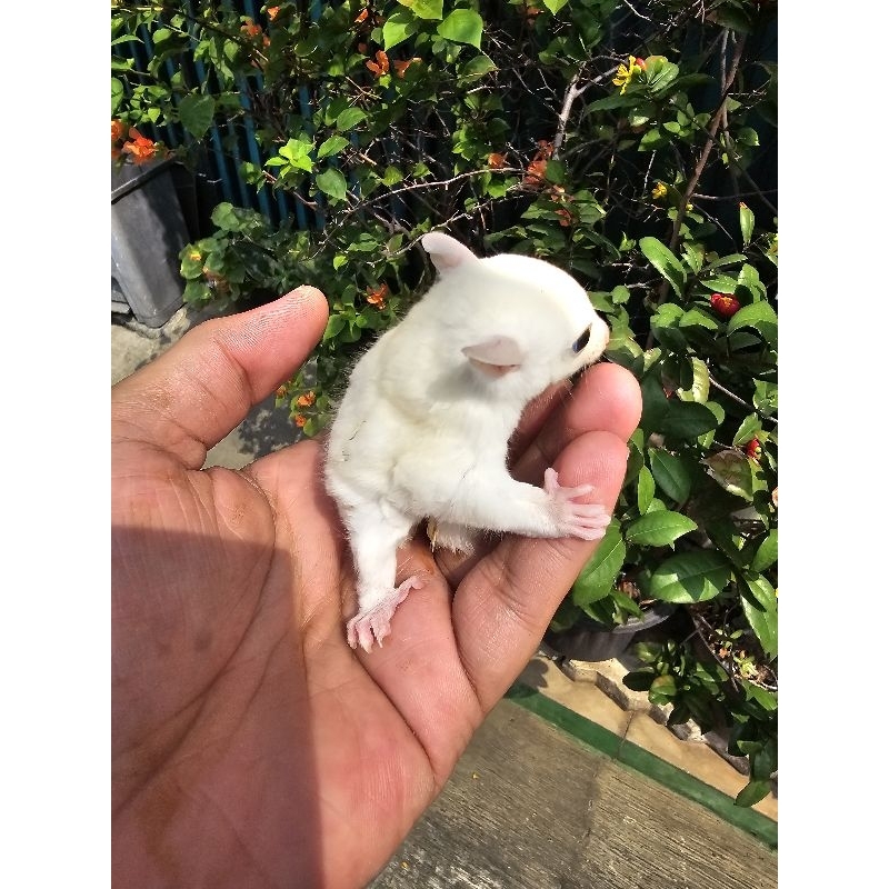 Sugar Glider / Lekukistik / Leu / Joey / Sugarglider Murah
