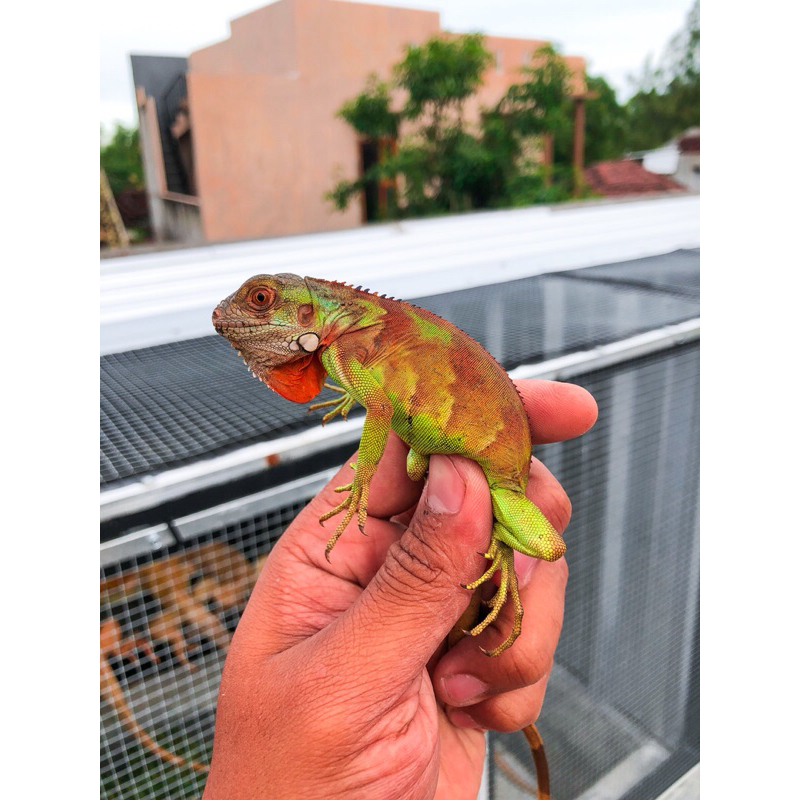 Mainan green super red iguana minusan ll iguana merah minusan