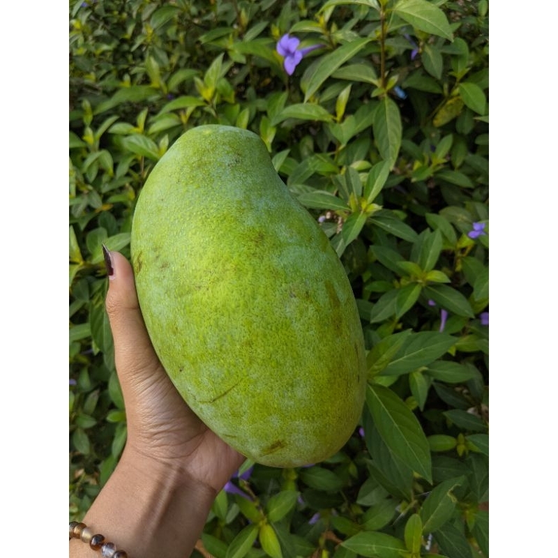 

mangga manalagi 1 kg