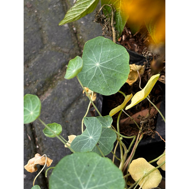 

nasturtium
