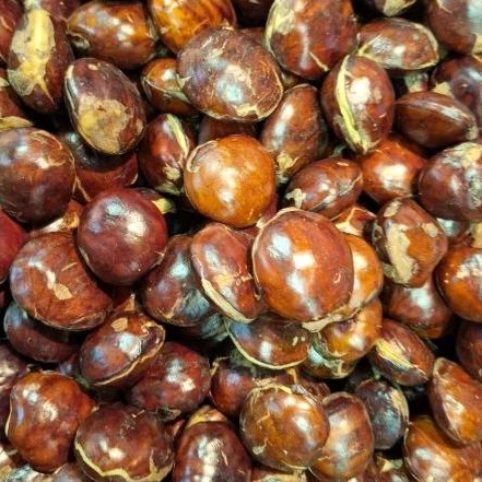 

Jengkol tua 500 gram