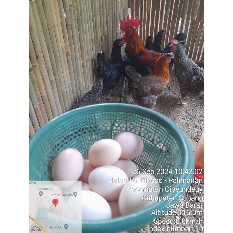 

telur ayam kampung fertil mardi x kuntara4