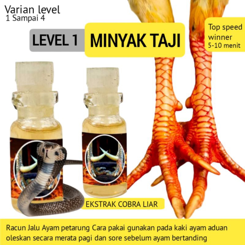 Vitamin rawatan ayam bangkok siap gebrak pukul sekali jadi