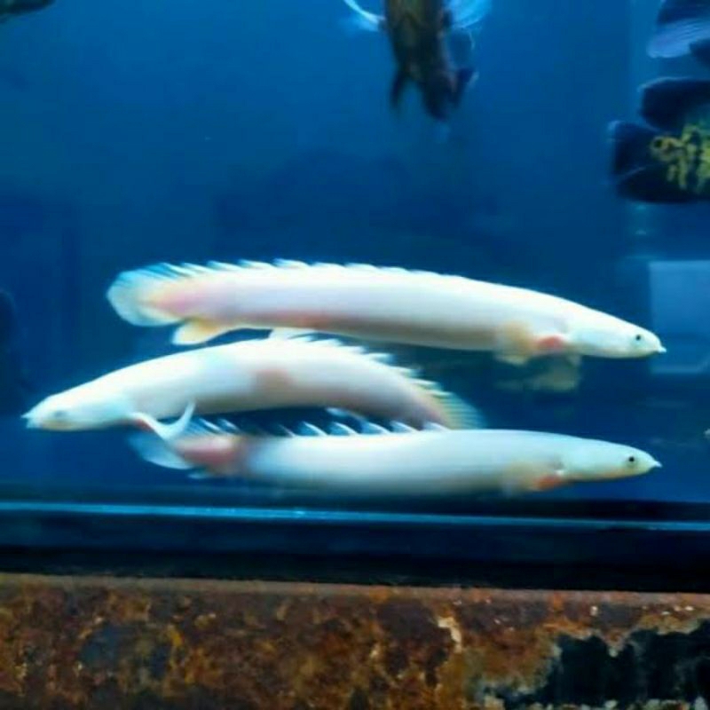 Palmas Leucistic mata hitam