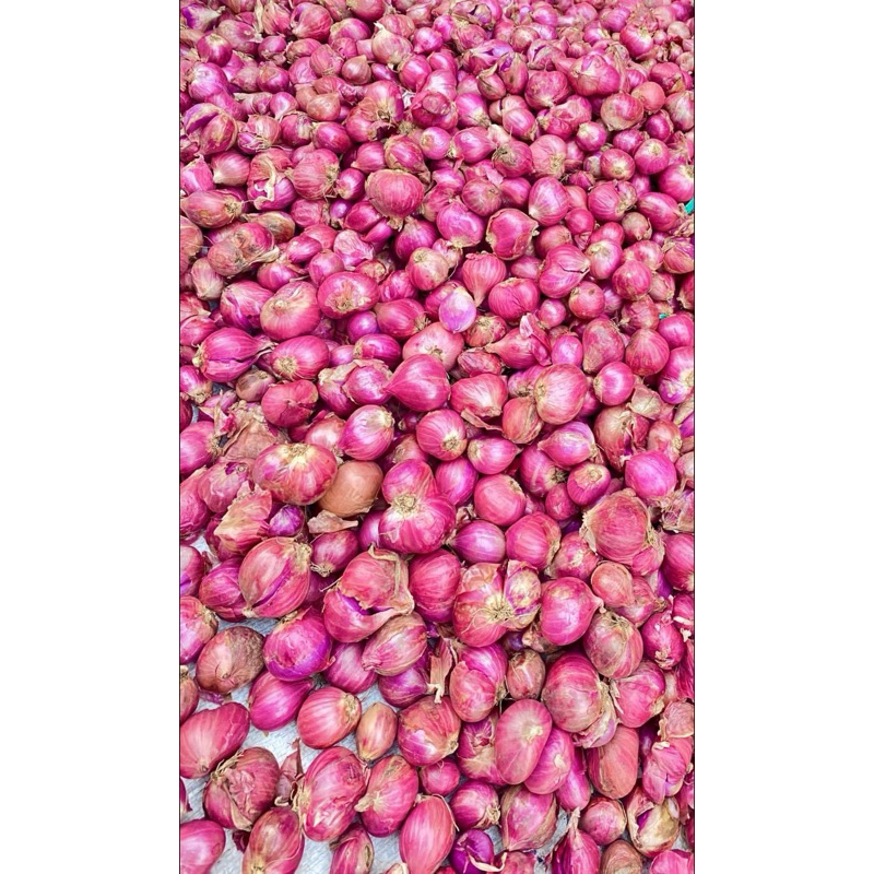 

Bawang Merah Super Bawang Merah Super Premium Segar Langsung Dari Kebun Petani Lokal Garut Bawang MERAH BREBES SUPER - 500gram - bawang merah murah super garing 500 gram berkualitas bawang merah untuk bumbu masak BAWANG MERAH NGANJUK Super 500 gr