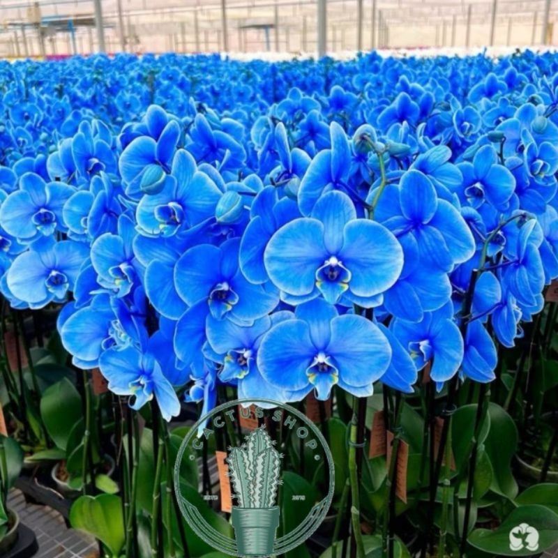 Bunga Anggrek Bulan Ice Blue Dewasa Siap Berbunga Tanaman Hidup Anggrek Bunga Kuning Tanaman Indoor 