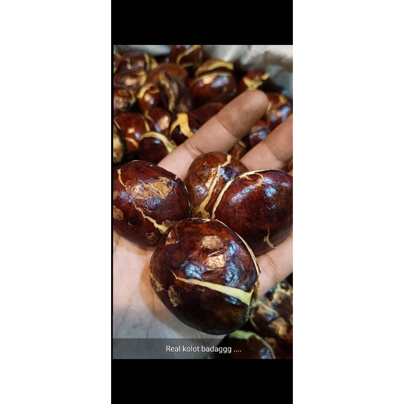 

jengkol tua 1 kg premium jengkol sepi