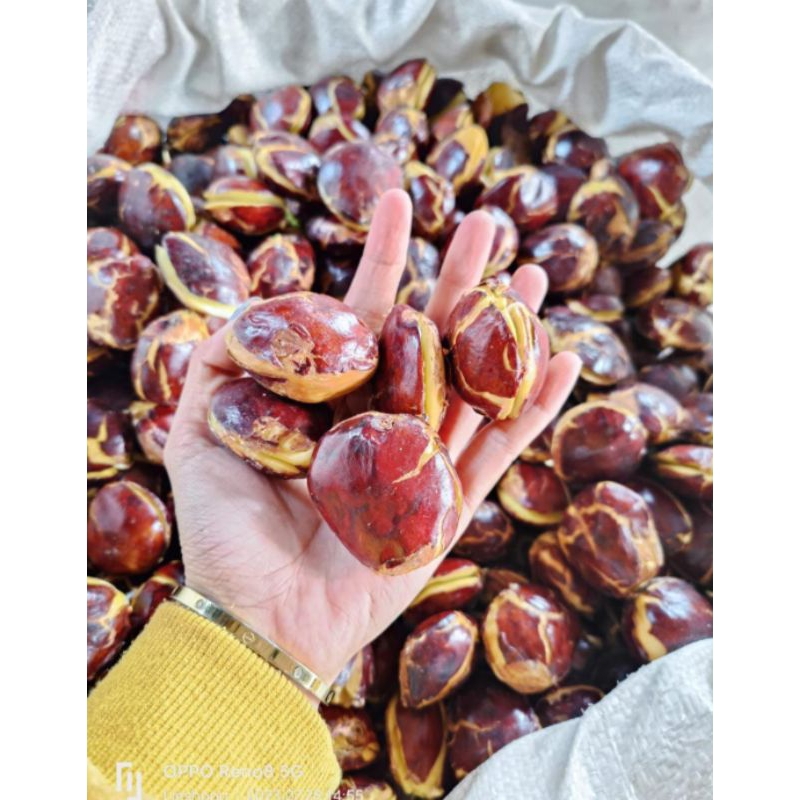 

Jengkol Tua Mentah 1 kg