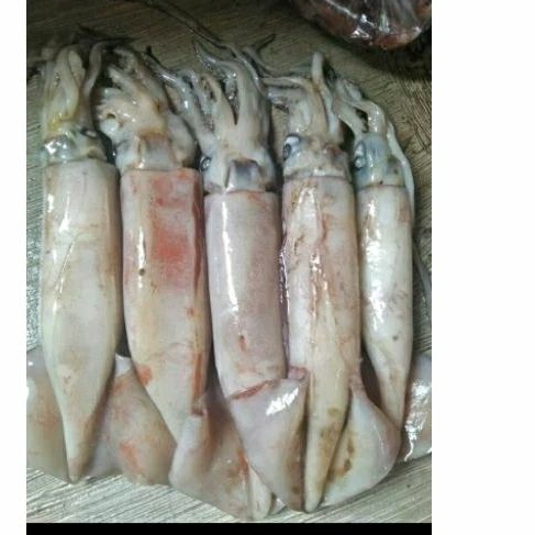 

cumi Sotong fress frozen