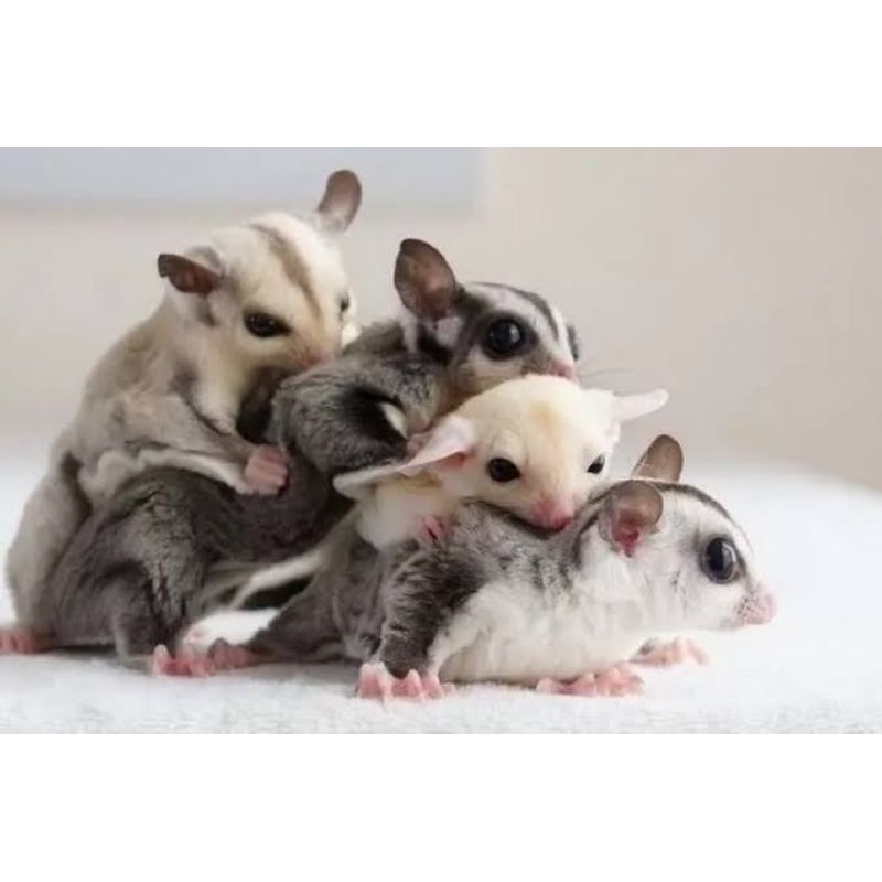 sugar glider classic grey/white face/creamino/mozaik/leucistic murah