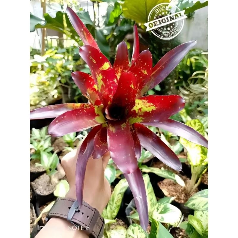 Promo tanaman hias bromelia tokek - tanaman hias hidup