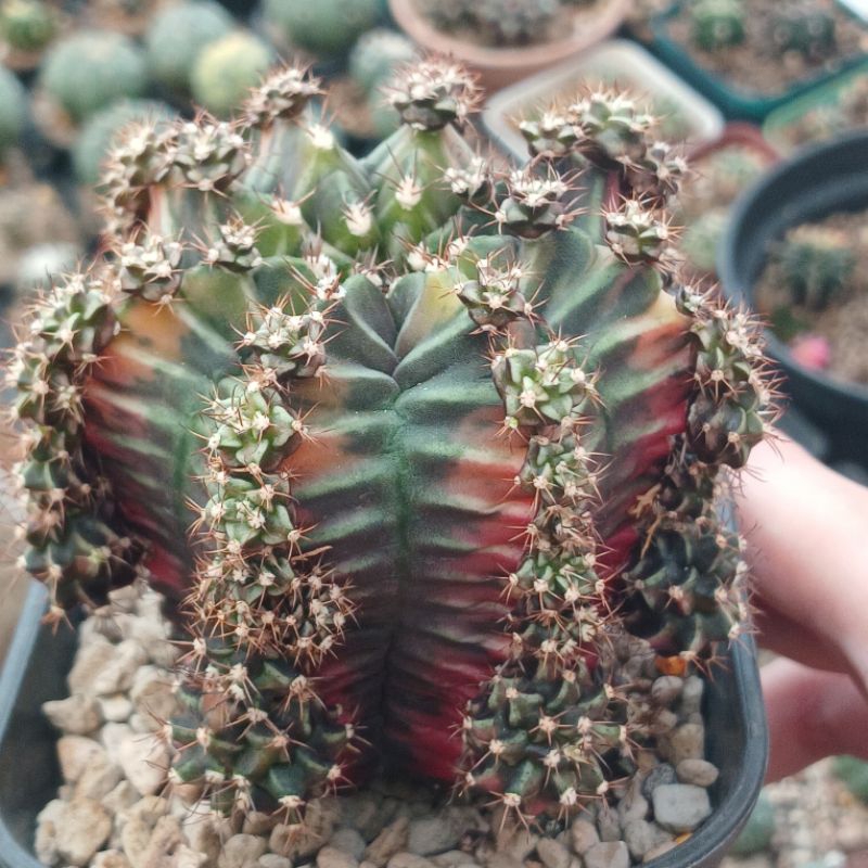 Gymnocalycium Rootbeer Variegata | kaktus | miha