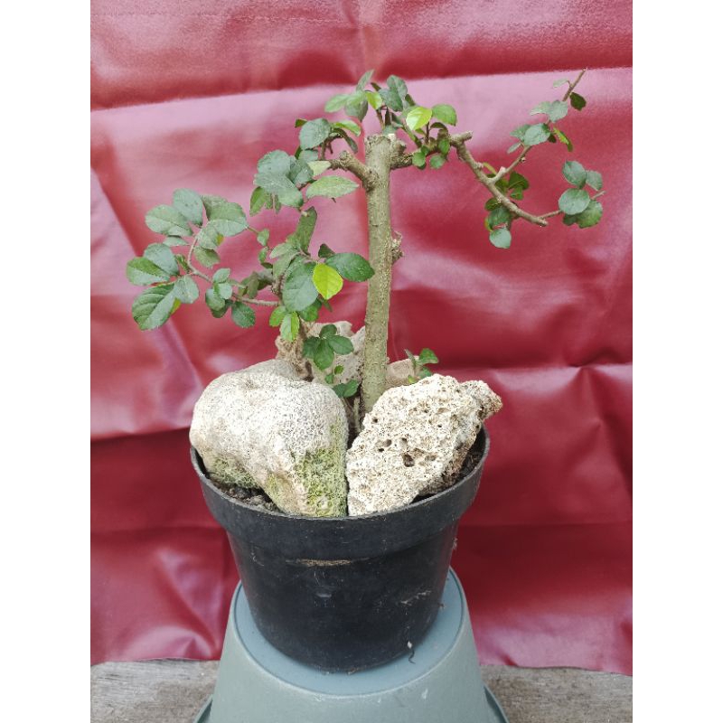 Bahan Bonsai pohon serut Ber karakter