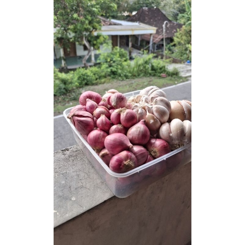 

Mix Baput Sinco dan bamer