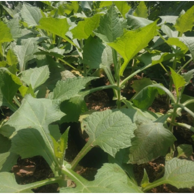 

DAUN YAKON HERBAL KEMASAN KERING 1PCS
