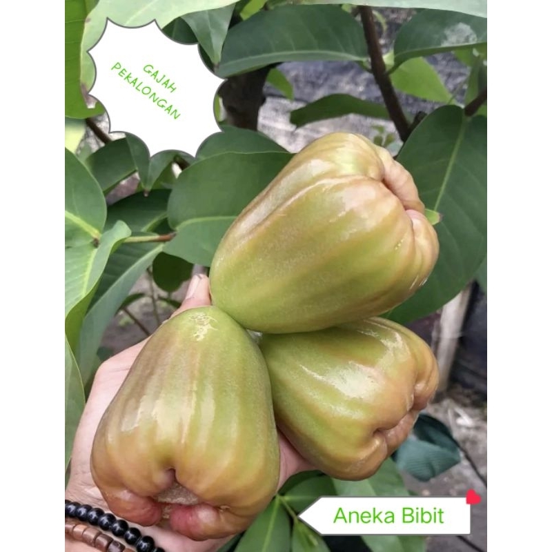 Fresh Cangkok Jambu Air GAJAH PEKALONGAN//bibit cangkok//tanaman hasil cangkok//fresh cangkok jambu 