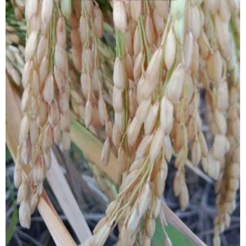 BENIH BIBIT PADI UNGGUL MAPAN IMPARI 48 BERKUALITAS 5kg (cod)