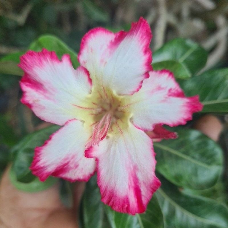 Bijih/benih Bunga Kamboja / bijih adenium