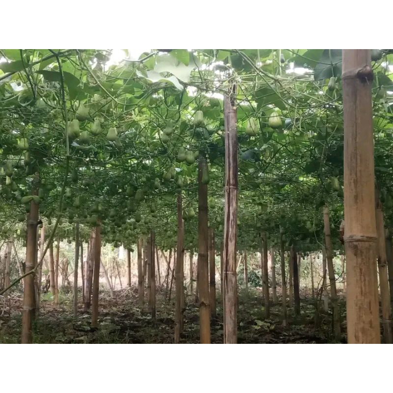 

Bibit Labu Siam Super Jumbo - Tumbuh Cepat & Hasil Melimpah!