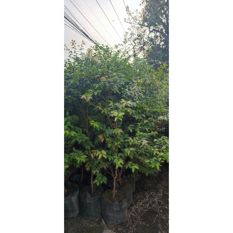 Tabulampot