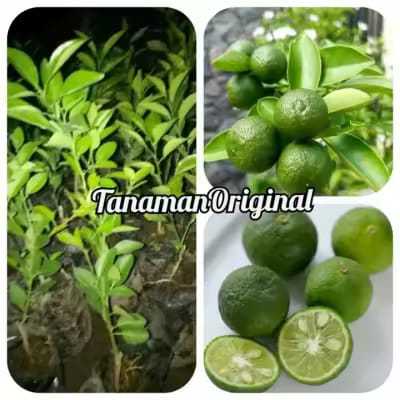 Bibit buah jeruk sambal/jeruk limo okulasi ASLI cepat berbuah berkualitas unggul Free Pupuk