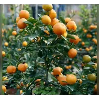 LyLt Bibit tanaman jeruk santang madu ASLI okulasi/cangkok Cepat berbuah cangkok ASLI