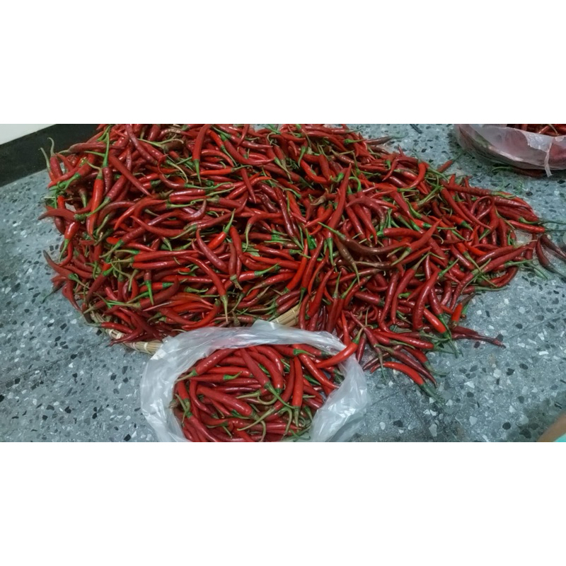 

cabe/cabai merah keriting besar 1kg murah FRESH